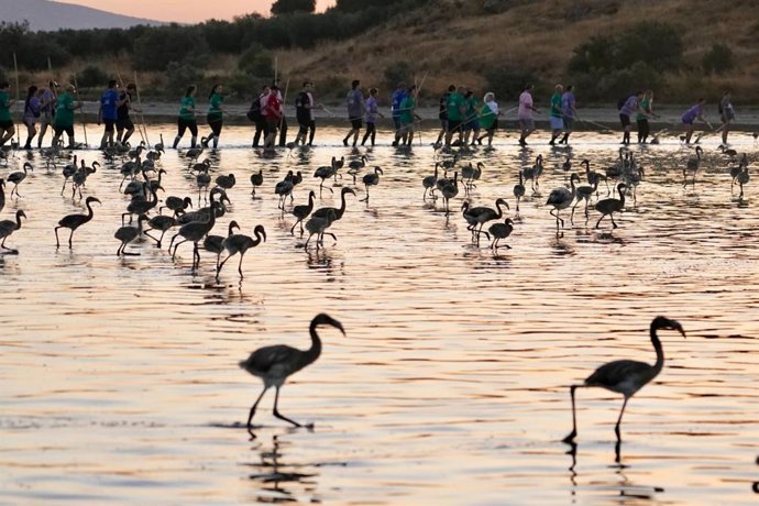 Jornada de anillamiento de pollos de flamenco en la laguna de Fuente de Piedra.
