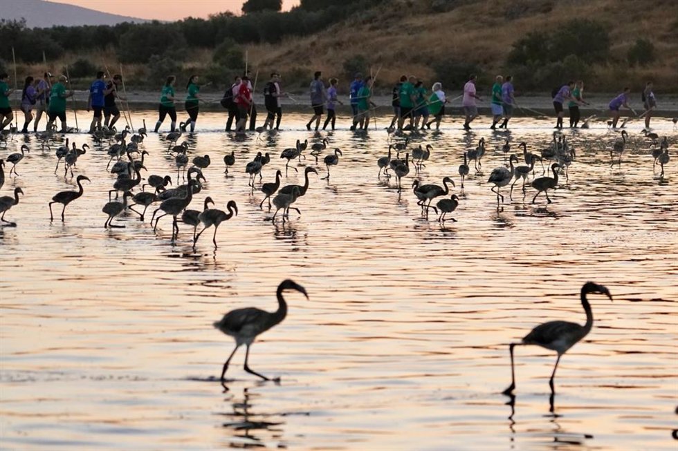 Jornada de anillamiento de pollos de flamenco en la laguna de Fuente de Piedra.