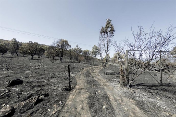 Una de las zonas quemadas por el fuego en Lozoyuela