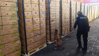 Incautadas en Guayaquil (Ecuador) 1,2 toneladas de cocaína impregnada en cajas de fruta con destino a España
