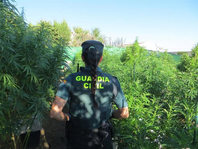 Imagen de una agente de la Guardia Civil en una plantación ilegal de marihuana.