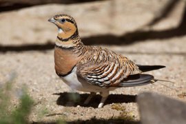 Foto: SEO/BIRDLIFE