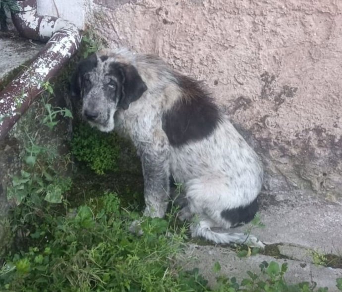 Archivo - Perra que estaba en la finca de un ganadero cántabro y que fue desatendida por él, y que acabó muriendo
