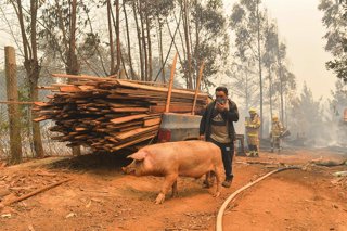 Tome, 3 de febrero de 2023.  Incendios forestales sin control en Tome region del Bio Bio.  Lukas Jara/Aton Chile