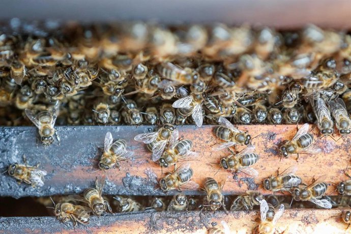 Archivo - Abejas supervivientes a los incendios.