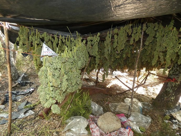 Plantación de marihuana desmantelada por los Mossos d'Esquadra en Darnius (Girona)