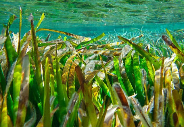 Posidonia Oceánica
