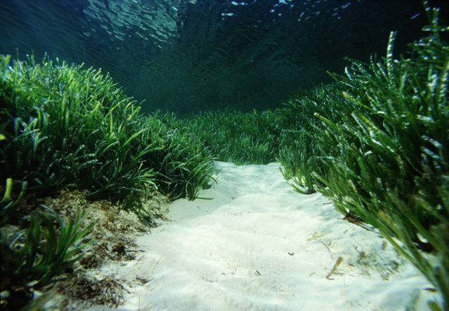 Posidonia Oceánica