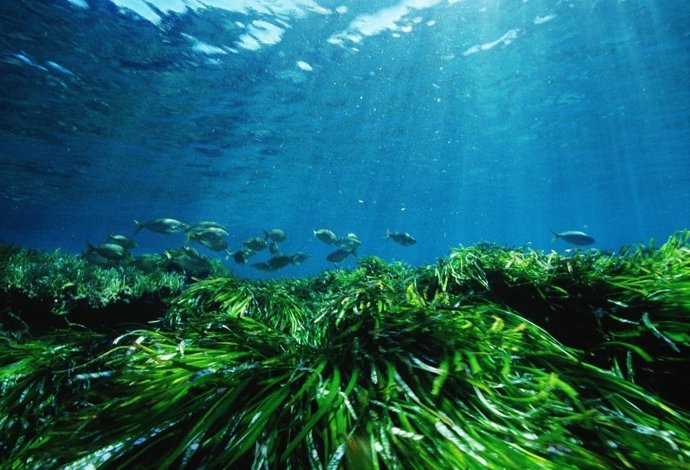 Posidonia Oceánica en Baleares