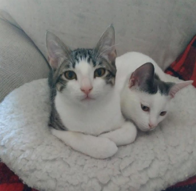 Archivo - Gatos, gato, gatitos, animales de compañía, animal doméstico, gato casero. Gatos caseros en un sofá