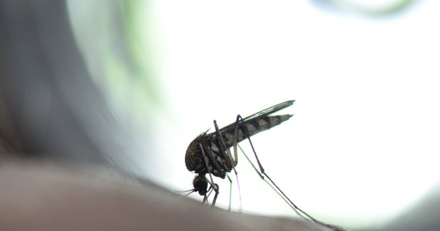 El ECDC notifica cerca de 220.000 casos de chikungunya y 80 muertes fuera de la UE en lo que va de año