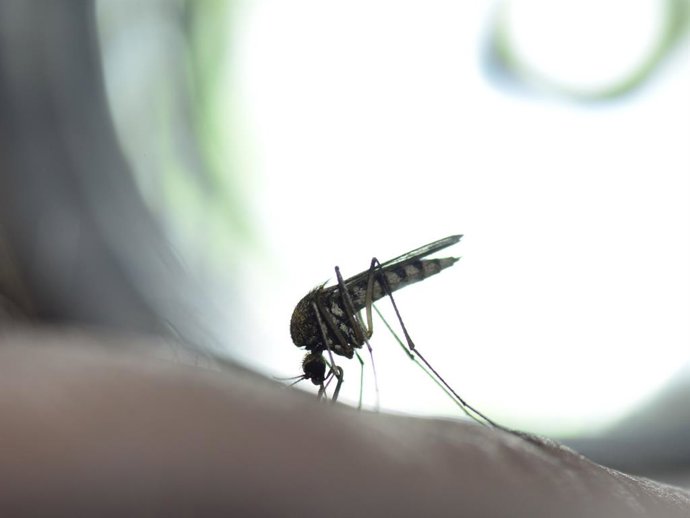 Archivo - Imagen de recurso mosquito.