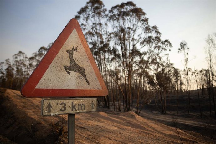 Imagen de zona afectada por el incendio de Niebla (Huelva). A 10 de agosto de 2026 en Niebla, Huelva (Andalucía, España). 