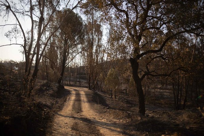 Imagen de zona afectada por el incendio de Niebla (Huelva)