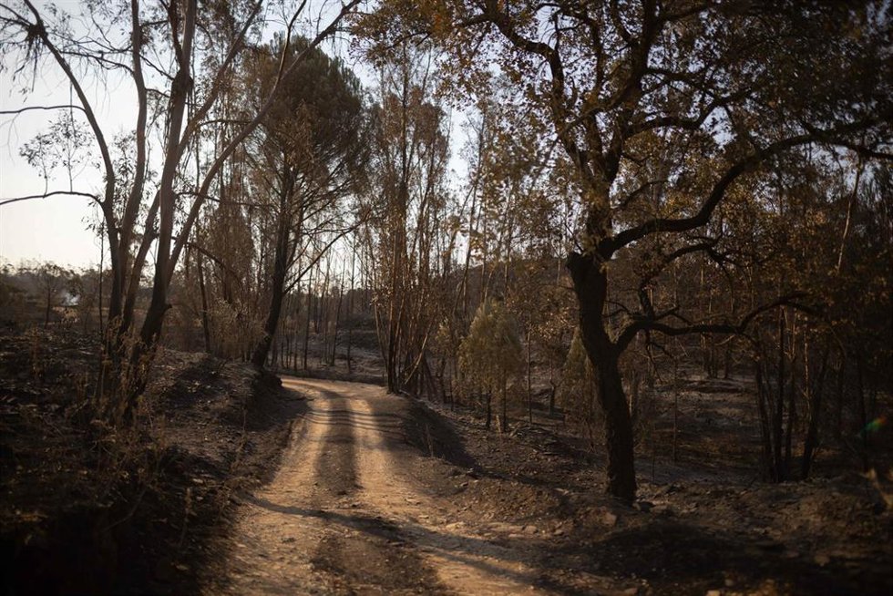 Imagen de zona afectada por el incendio de Niebla (Huelva)