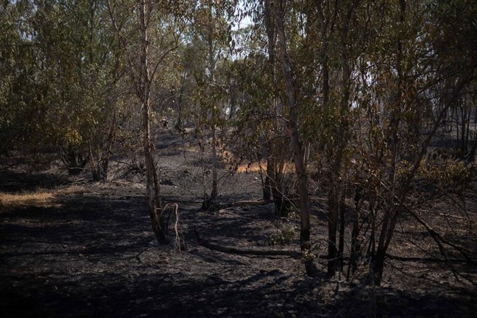 Zona afectada por el incendio forestal declarado en la localidad onubense de Niebla.