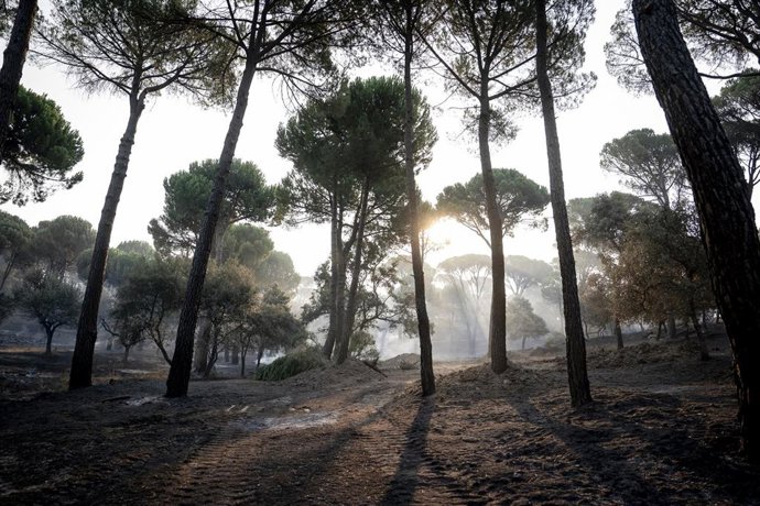 Efectos del incendio forestal de la sierra oeste de Madrid, en la finca La Granjilla, a 26 de julio de 2026, en Cadalso de los Vidrios, Madrid (España). El incendio obligó a desalojar el sábado 25 de julio Cadalso de los Vidrios y Rozas de Puerto Real.