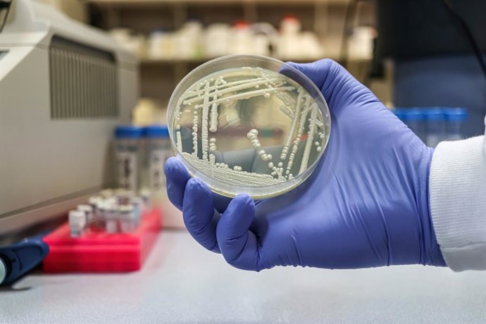 Archivo - Un cultivo microbiológico de la levadura Candida auris, responsable de infecciones urinarias (ITU) -