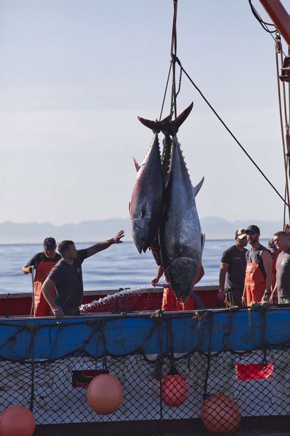 Archivo - Varios pescadores capturando atún rojo en las inmediaciones de Barbate (Cádiz)