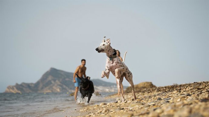 Archivo - La demanda de destinos dog friendly crece mientras las familias viajan cada vez más con sus perros