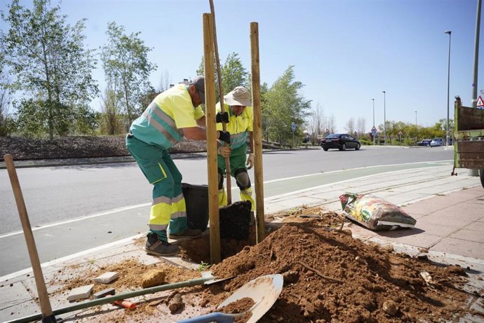 Archivo - Sevilla.- Mairena culmina la plantación de 62 nuevos árboles en el municipio tras los temporales de enero y febrero