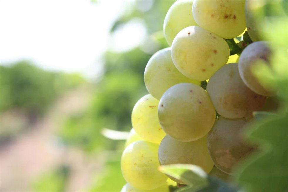 Uva de bodegas Maetierra