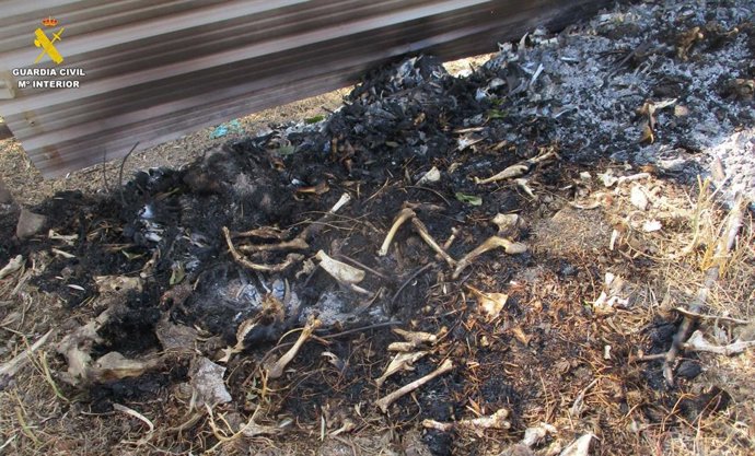 Resto animales encontrados en la explotación de El Tiemblo.