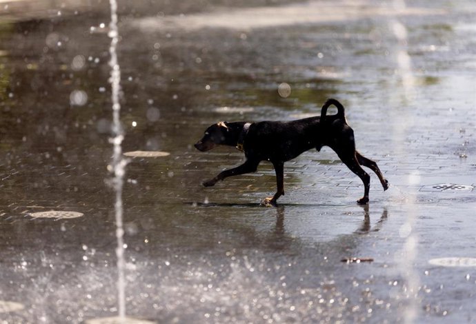 Confrides (Alicante) vuelve a pedir ayuda por los 116 perros hacinados en una finca "tras 14 días sin respuesta"