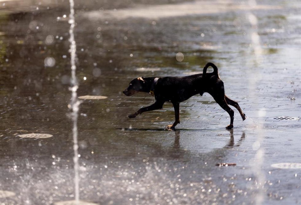 Confrides (Alicante) vuelve a pedir ayuda por los 116 perros hacinados en una finca "tras 14 días sin respuesta"