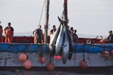 Foto: Pescadores del Estrecho (Cádiz) ven un "paso adelante" la resolución del Gobierno sobre capturas fortuitas de atún