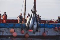 Pescadores del Estrecho (Cádiz) ven un "paso adelante" la resolución del Gobierno sobre capturas fortuitas de atún