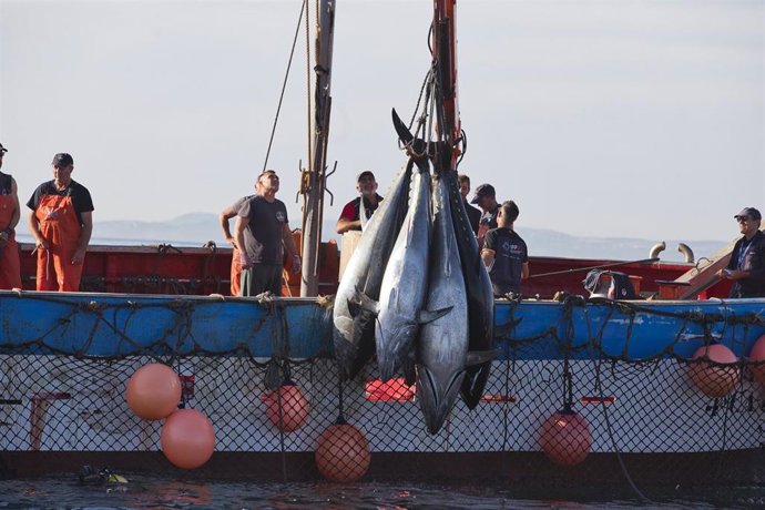 Archivo - Varios pescadores durante la ‘levantá’ del atún en las inmediaciones de Barbate, a 27 de mayo de 2025, en Barbate, Cádiz, Andalucía (España). ARCHIVO.