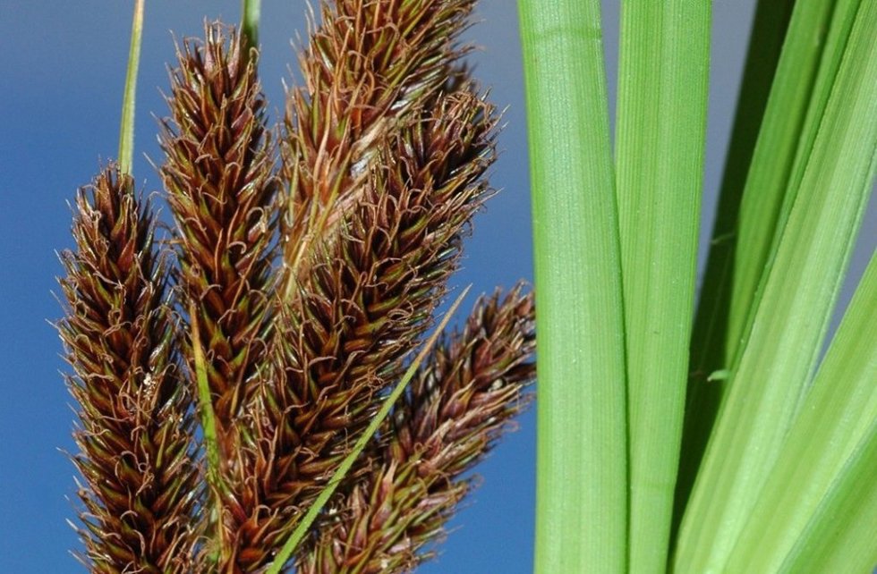 Carex borbonica. Foto de archivo.