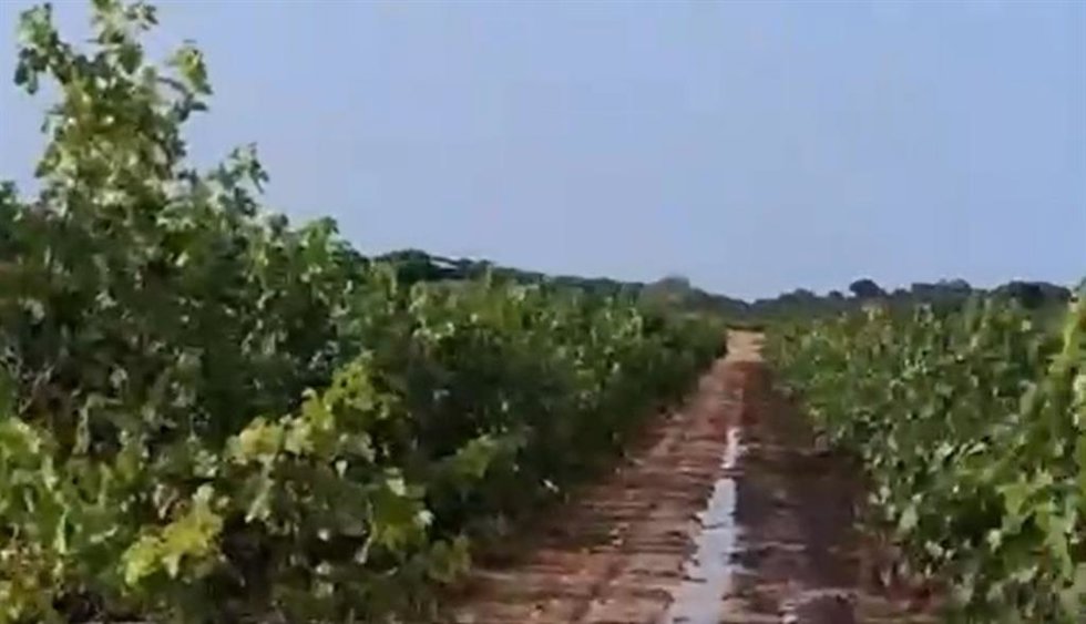 Viñedos afectados por las tormentas.