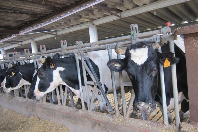 Archivo - Vacas