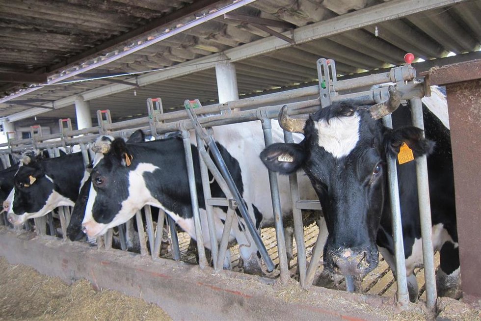Archivo - Vacas