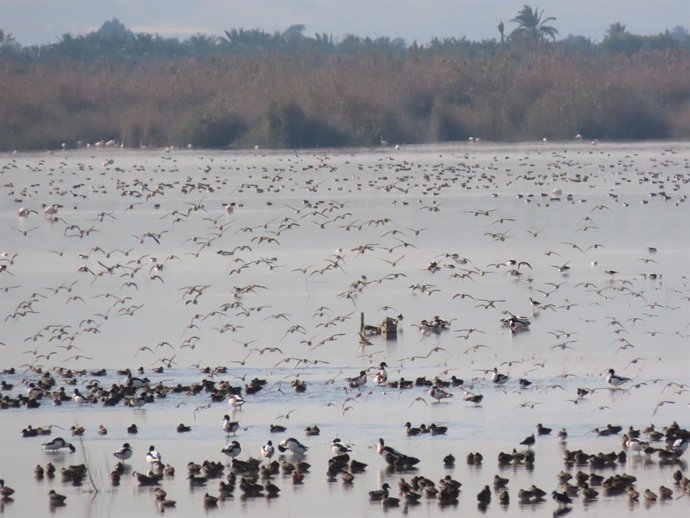 Medio Ambiente registra cerca de 178.000 aves acuáticas invernantes, la segunda cifra más alta desde 1984
