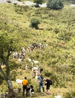 Vallado virtual en un monte de Caso.