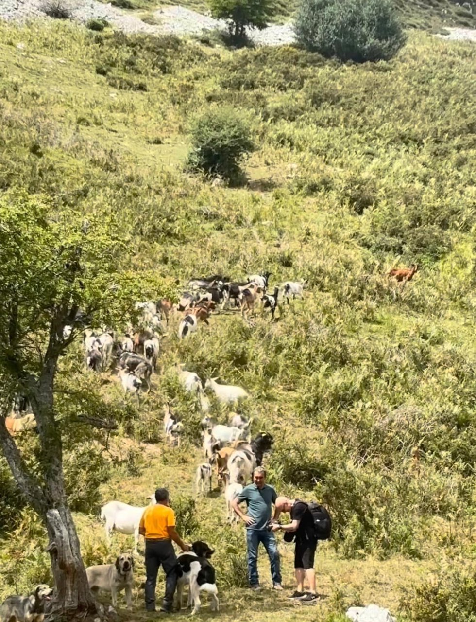 Vallado virtual en un monte de Caso.