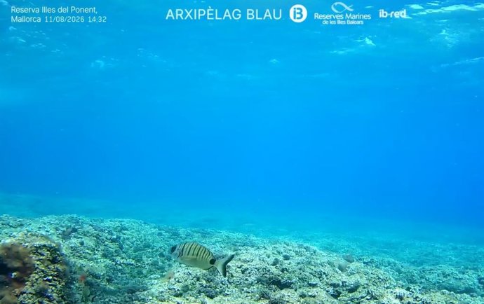 Las profundidades del mar, en directo: una cámara permite ver el fondo marino en la reserva del Ponent de Mallorca.
