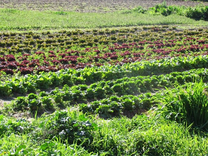 Archivo - Imagen de archivo de campos de cultivo.
