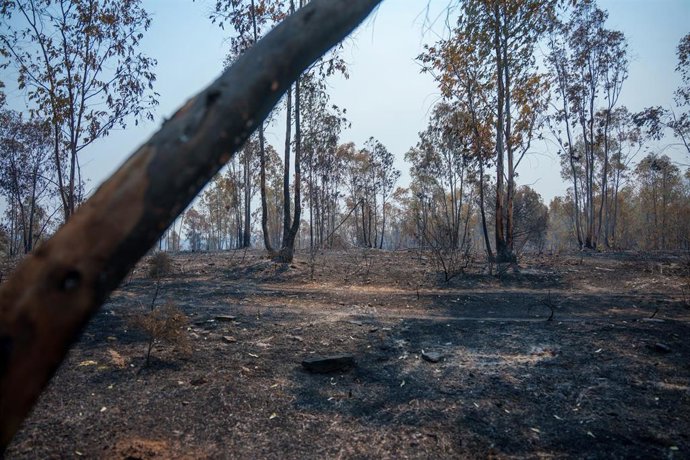 Zona afectada por el incendio de Niebla (Huelva) que lleva cinco días activo. 