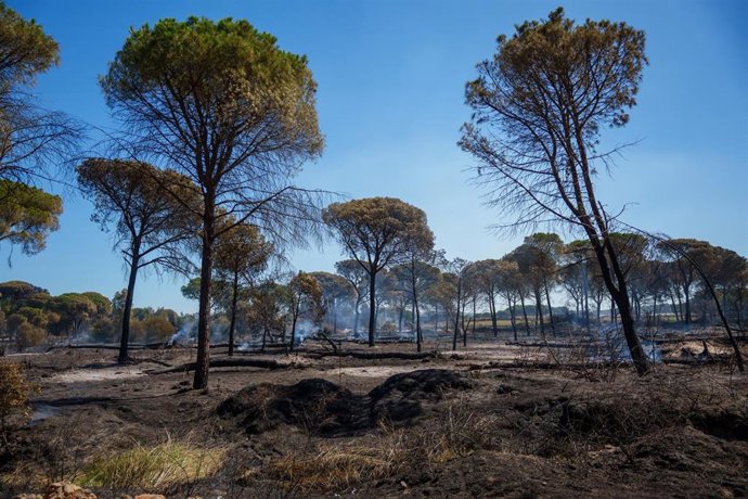 Zonas afectadas por el incendio forestal declarado el 5 de agosto en el término municipal de Lucena del Puerto (Huelva). 