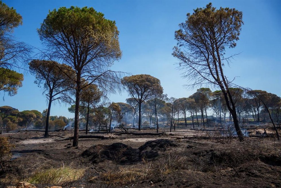 Zonas afectadas por el incendio forestal declarado el 5 de agosto en el término municipal de Lucena del Puerto (Huelva). 