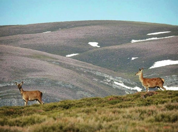 Archivo - Imagen de ciervos en el monte.