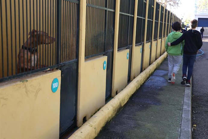 Archivo - Un perro del Centro de Bienestar Animal de Son Reus