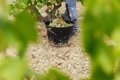 Buenas condiciones vegetativas y sanitarias de la uva señala el segundo control de maduración de la vendimia