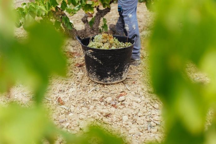 Uva vendimiada en Rioja
