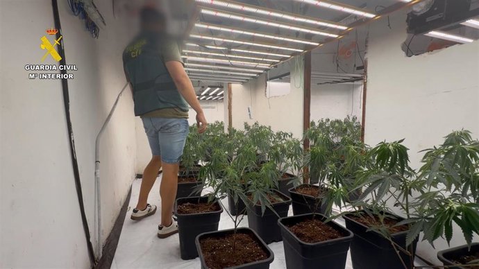 Detenido un joven tras desmantelar 265 plantas de marihuana en una vivienda de Teulada