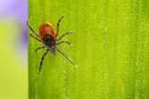 Foto: Las diarreas, otitis y picaduras son las infecciones que más aumentan durante el verano